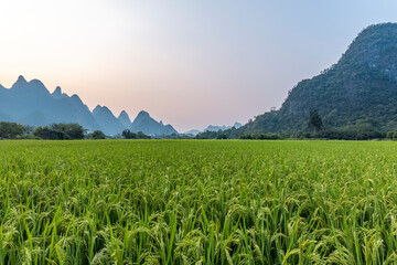 莫杰小雏菊味道怎么样
